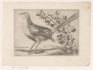 Vogel Codazinzola (otsikko esineessä) Vogels (sarjan nimi)