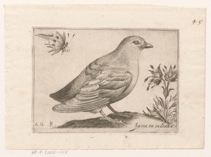 Vogel Passra Indiana (otsikko esineessä) Vogels (sarjan nimi)