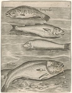 Studieblad met vier vissen Fish live -kuvakkeet (sarjan nimi) tekijältä Monogrammist P+P