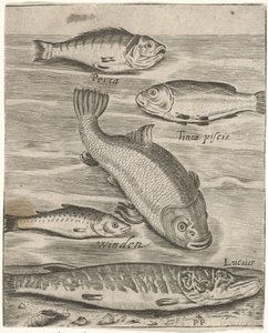 Studieblad met vijf vissen Fish live -kuvakkeet (sarjan nimi) tekijältä Monogrammist P+P