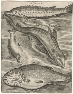 Studieblad met vissen Fish live -kuvakkeet (sarjan nimi) tekijältä Monogrammist P+P