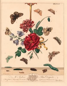 Kulmasävyinen koi, Phlogophora meticulosa, tammikoi, Watsonalla binaria, Mother Shipton koi, Callistege mi, pilkullinen puuperhonen, Pararge aegeria, koukun kärki, Watsonalla cultraria, ruskea posliinimerkki, Elophila nymphaeata, ja Hiippa