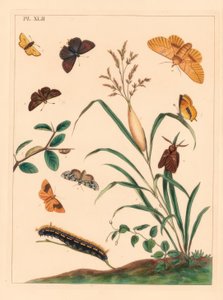 Juomakoi, Euthrix potatoria, ruskea karvaputki, Thecla betulae, iso kippari, Ochlodes sylvanus, pieni kippari, Thymelicus sylvestris, harvinainen marvel du jour, Dipthera runica ja piippupuu, Plagodis pulveraria