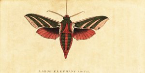 Elefanttihaukkakoi, Deilephila elpenor., 1800 (kaiverrus)