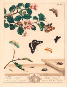 Kahdeksan koi, Diloba caeruleocephala, valkoinen amiraali, Limenitis arthemis, nuohouskone, Odezia atrata, punakaarikoi, Callimorpha miniata, ruskea koi, Pterophorus pterodactylus, niukkoja hopeaviivoja, Bena bicolorana ja sn