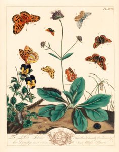 Rasvainen fritillary, Euphydryas aurinia, korkea ruskea fritillary, Fabriciana adippe, kolmikantinen koi, Aplocera plagiata, pilkullinen keltainen, Pseudopanthera macularia ja karmiininpunainen ja kultainen koi, Pyrausta purpuralis, paholaisen scabious, Su