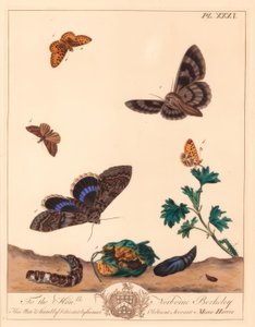 Pieni helmireunustettu perhonen, Boloria selene ja Clifden nonpareil -perhonen Catocala fraxini