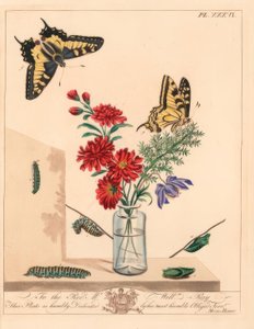 Swallowtail perhonen, Papilio machaon. Käsinvärinen litografia kuvituksen jälkeen