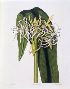 Crinum Declinatum, laatta 43 teoksesta "A Selection of Hexandrian Plants", julkaistu R. Havell, Lontoo, 1831-34 (käsin väritetty kaiverrus).