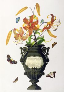 Lilium tigrinum (tiikerililja), teoksesta "Selection of Hexandrian Plants", kaiverrettu R. Havell, noin 1831-34. tekijältä Mrs Edward Bury