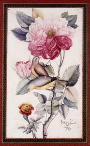 Gul-o Bulbul, n. 1849-50 (akvarelli paperille) tekijältä Muhammad Baqir