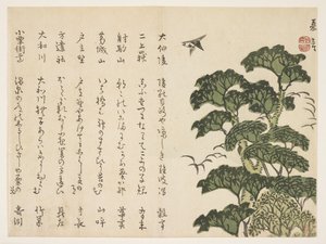 Iso puu ja lintuja, n.1830-44 (värillinen puupiirros) tekijältä Murata Kagen