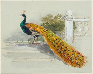 Peacock, n. 1640-1699 (kynä & musta-ruskea muste, vesiväri, vartaloväri vaaleansinisellä kudospaperilla) tekijältä Myles Birket Foster