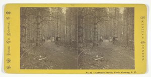 Cathedral Woods, North Conway, N.H., 1800-luvun puoliväli. tekijältä N.W. Pease