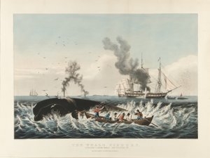 Valaiden kalastus: Kaskelovalaan hyökkääminen... ja "leikkaus" (värilitografia) tekijältä Currier and Ives