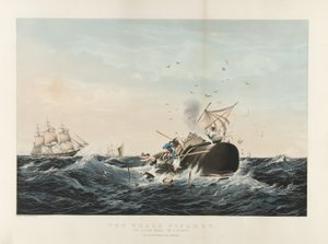 Valaiden kalastus: Kaskelovalas 