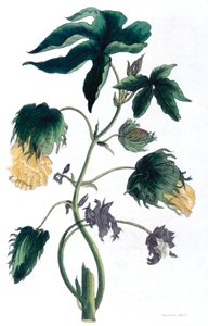 Gossypium - puuvillakasvi, 1823 tekijältä Neale and Son