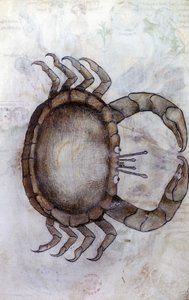 Sloane 3983 f.14v, rapu, syövän horoskooppi tekijältä Netherlandish School