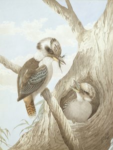 Kookaburrat ruokkimassa puun pesässä, 1892 tekijältä Neville HP Cayley