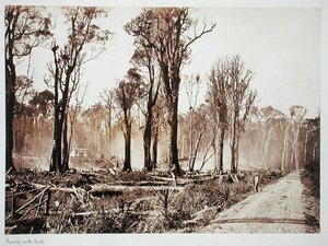 Seventy-Mile Bush (seepiakuva)