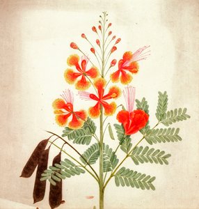 Kukkatutkimus, noin 1840 (akvarelli) tekijältä Nicholas Tomlinson