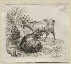 Animalia: Kolme vuohet tekijältä Nicolaes Berchem
