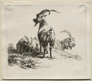 Kolme vuohetta. tekijältä Nicolaes Pietersz. Berchem