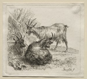 Kolme vuohetta. tekijältä Nicolaes Pietersz. Berchem