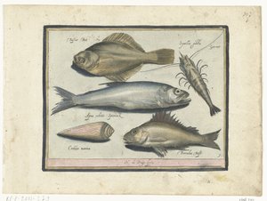 Llissa, gambes, olor i pos Libelivs miscellaneous Genera piscium complectens (títol de la sèrie) Acabat de peixos d