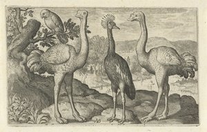 Crown Crane kahden strutsin välissä Linnut ja hyönteiset (sarjan nimi) tekijältä Nicolaes de Bruyn
