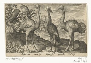 Crown Crane kahden strutsin välissä Linnut ja hyönteiset (sarjan nimi) tekijältä Nicolaes de Bruyn