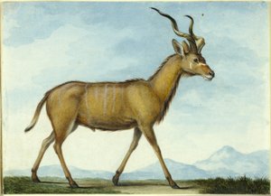 Kudu tekijältä Nicolas Hüet the Younger