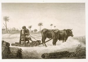 Maissin korjuu, teoksen "Egyptin kuvaus" niteestä II Arts and Trades, julkaistu Napoleonin käskystä vuonna 1822.