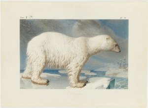Jääkarhu, 1796. tekijältä Nicolas Maréchal