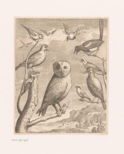 Pöllö ja muut linnut Alouco Hibou (otsikko esineessä) Linnut Versaillesin eläintarhasta (sarjan nimi) tekijältä Nicolas Robert (possibly)