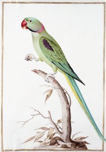 Alexandrine papukaija tekijältä Nicolas Robert