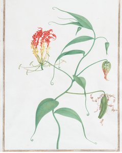 Gloriosa Superba Climbing Lily, n. 1660. tekijältä Nicolas Robert