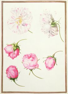 PD.109-1973.f1 Six Heads of Old Fashioned Roses (wc vellum) tekijältä Nicolas Robert
