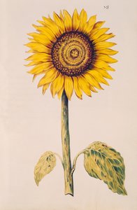 Auringonkukka tai Helianthus, teoksesta "La Guirlande de Julie", n. 1642 (wc vellum)