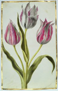 Tulppaanit, noin 1675 (guassi pergamentille). tekijältä Nicolas Robert