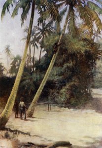 Solomon Island Boy kiipeilemässä vihreiden kaakaopähkinöiden perässä, lähellä Gavutua, New Florida (värilitho) tekijältä Norman Hardy