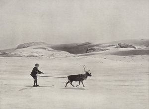 Ski-ajoa poron kanssa vuorilla tekijältä Norwegian Photographer