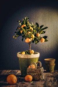  tekijältä Nour Al-Dien Mahmoud