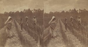 Hoeing Rice, 1876-1888. tekijältä O. Pierre Havens