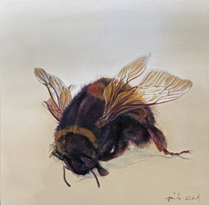 Bombus terrestris 10, 2013 (akryyli puulle)