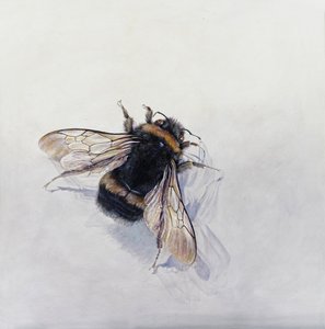 Bombus terrestris 11 (akryyli gessooidulle puulle) tekijältä Odile Kidd