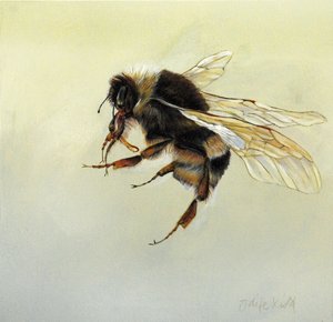 Bombus terrestris 4, 2011 (akryyli puulle) tekijältä Odile Kidd