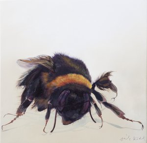 Bombus terrestris 9, 2013 (akryyli puulle) tekijältä Odile Kidd