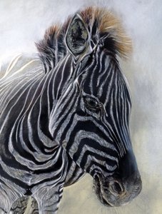 Equus burchelli 1 (detalji), 2009 (hiili, conte ja liitupastelli Bockingfordin paperille) tekijältä Odile Kidd