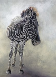Equus burchelli 1, 2009 (hiili, konteeri ja liitupastelli Bockingfordin paperille) tekijältä Odile Kidd